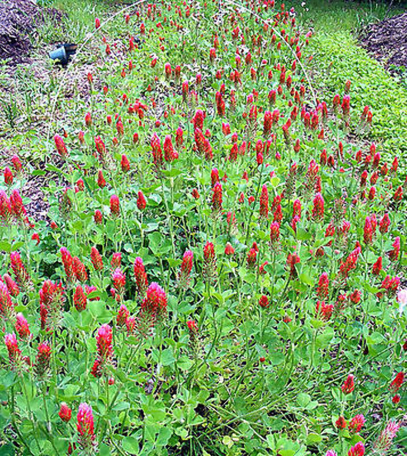 Crimson “Dixie” Clover seed, Inoculated. Feed Bees, Cover Crop, Grown the USA!