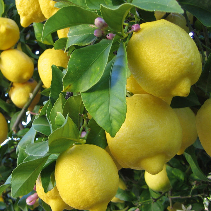 5-20 Meyer Lemon 🍋 Seeds Organic NonGMO Pesticide Free Citrus Garden Fruit Tree