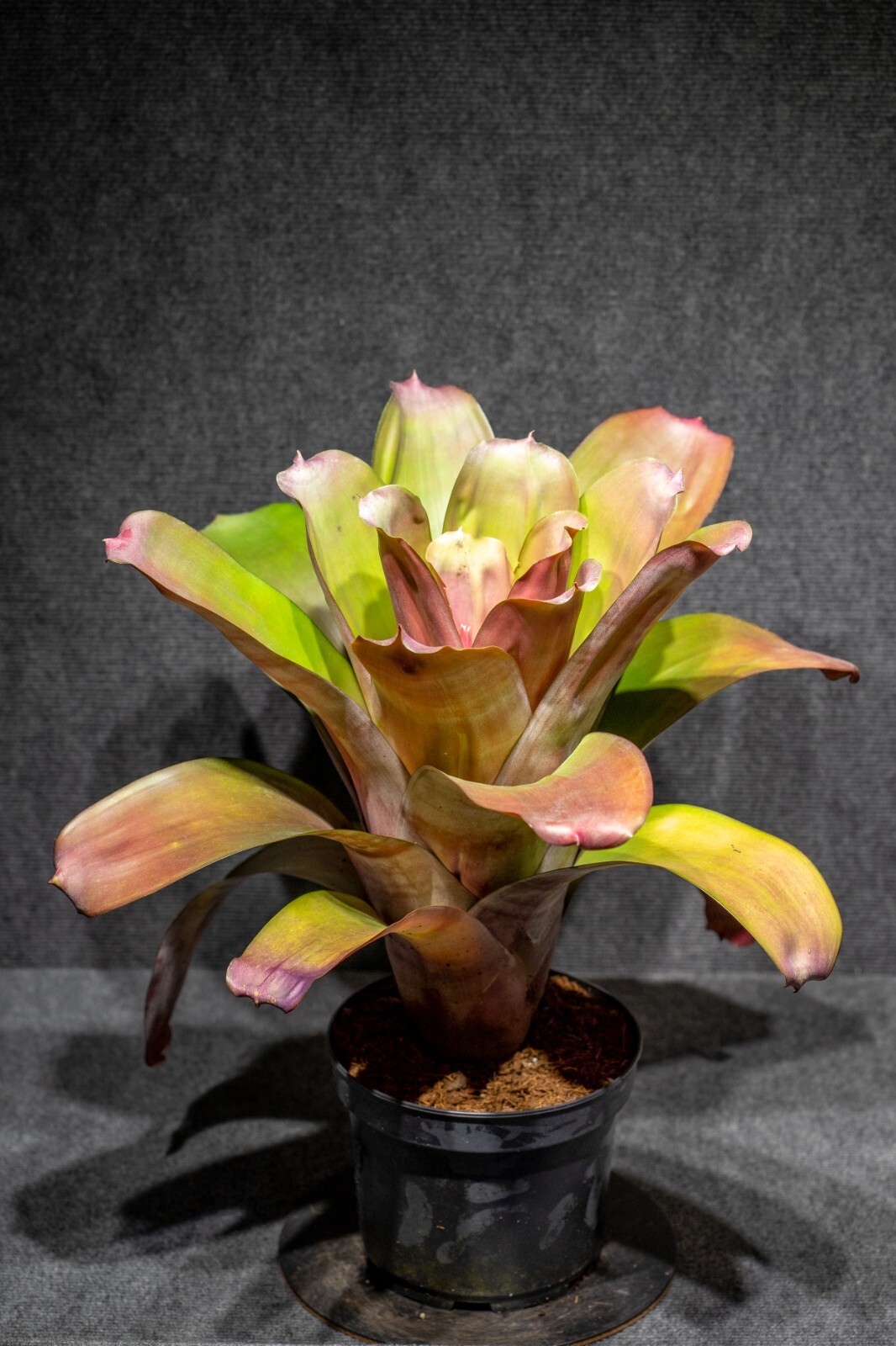 Bromeliad Aechmea Harvito 8″ pot