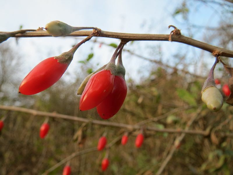 Lycium barbarum Wolfberries Goji berries 20 seeds cleaned for planting