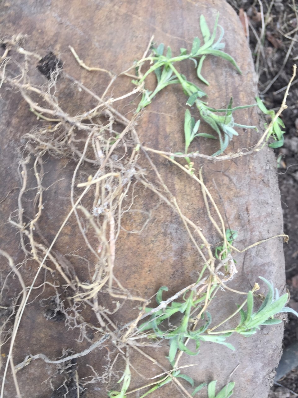 3 Bare Roots Lambs Ear Stachys Byzantina Lanata Perennial For Immediately Plant