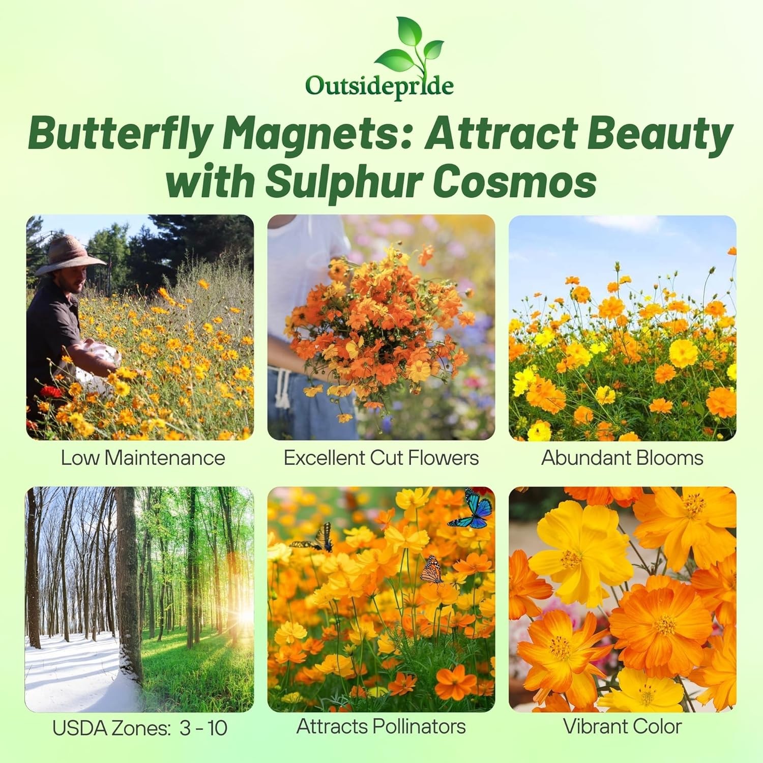 1000 Seeds Drought Tolerant Cosmos Sulphureus Bright Lights Garden Flower