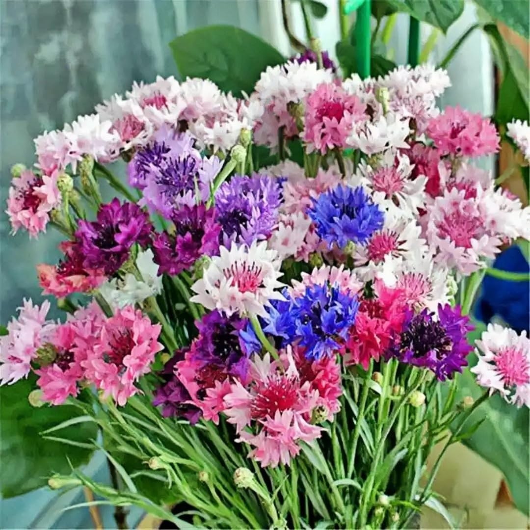 3000pcs Cornflower Seeds Bulk Pack– Heirloom Bachelor’s Button Wildflower See…