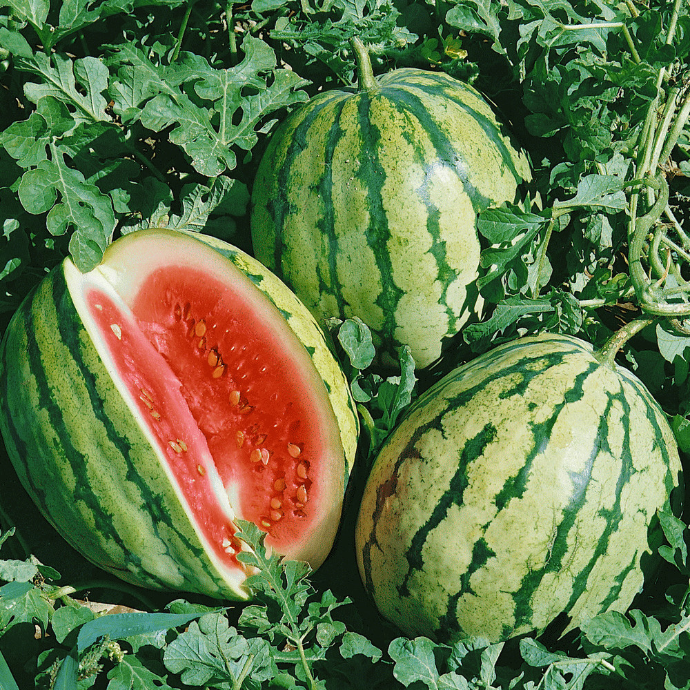 25 DIXIE QUEEN WATERMELON SEEDS FRESH HARVEST FOR GARDENS