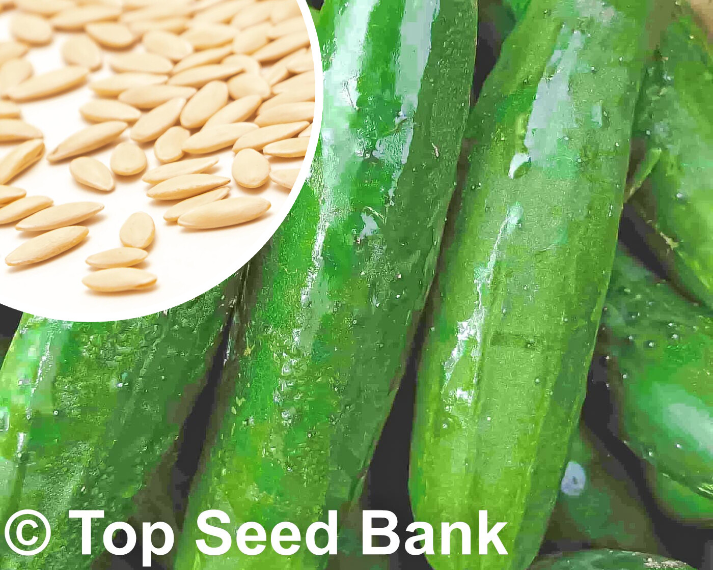 15+ Poinsett 76 Cucumber seeds, Slicing Cuke, Disease Resistant, Heat Tolerant