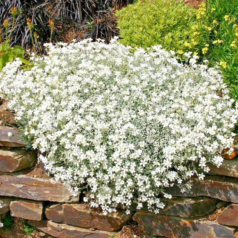 501+SNOW IN SUMMER Flower Seeds Perennial Flowering Groundcover Drought Tolerant