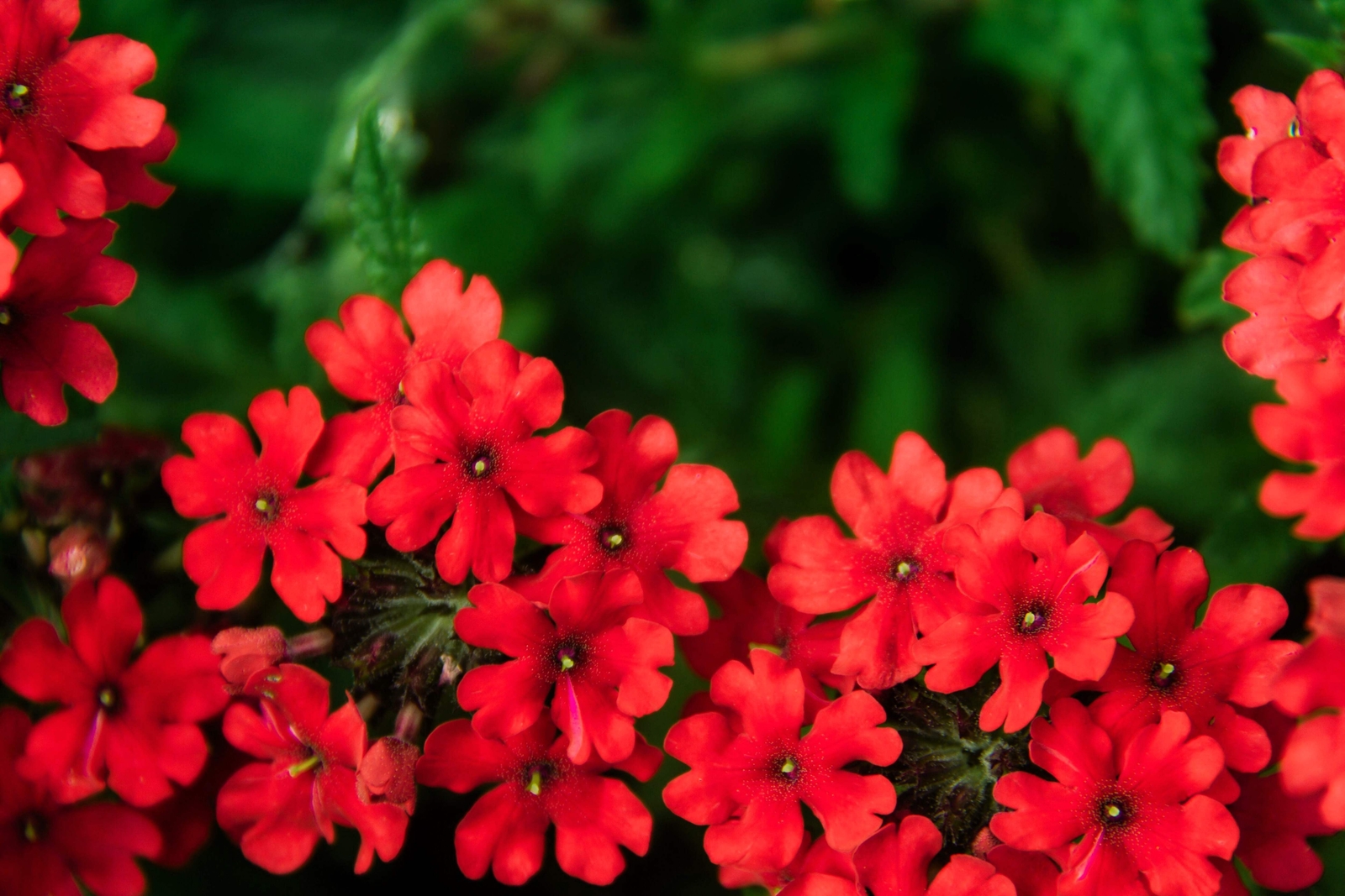 50 SCARLET VERBENA Red Nana Compacta Fragrant Flower Seeds *Combined Shipping