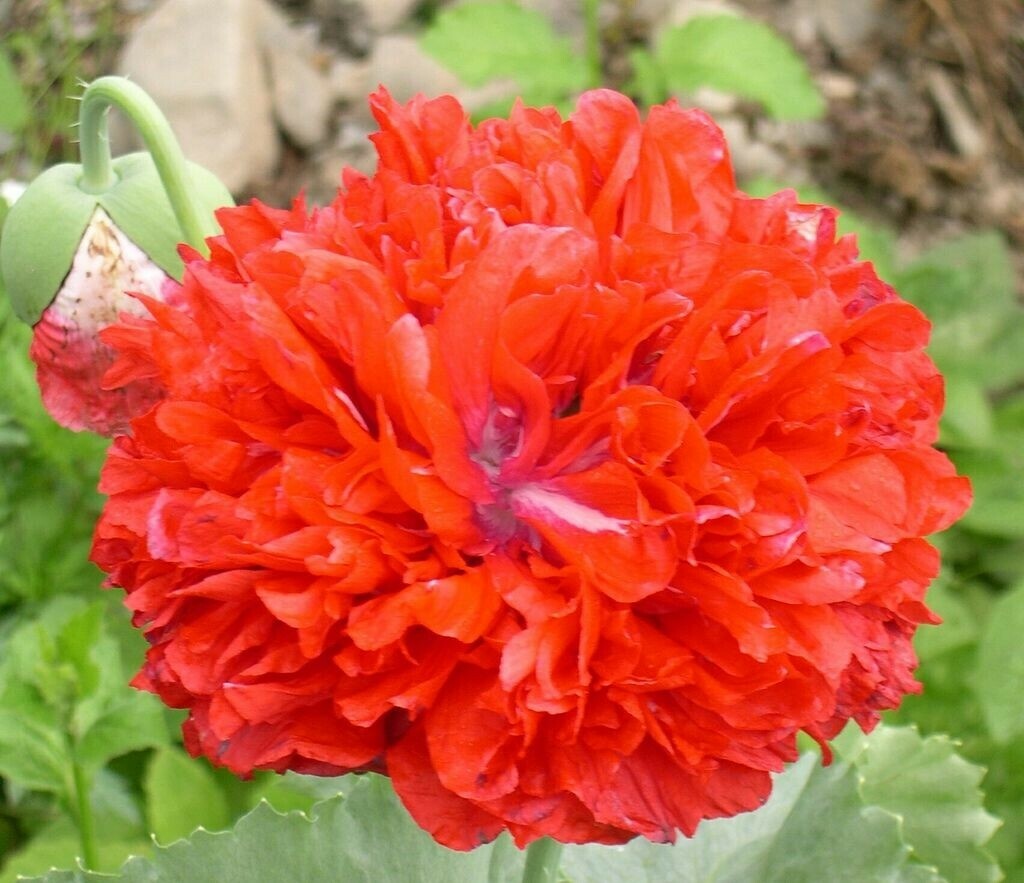 Poppy Peony Double Mixed, Red Pink White Purple coral Flowers double petal flowr