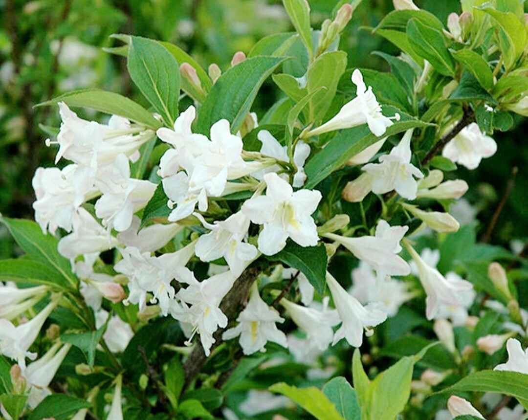 300 Weigela Seeds Mix-color, Reblooming Shrub Rare Variety Old Fashioned Weigela