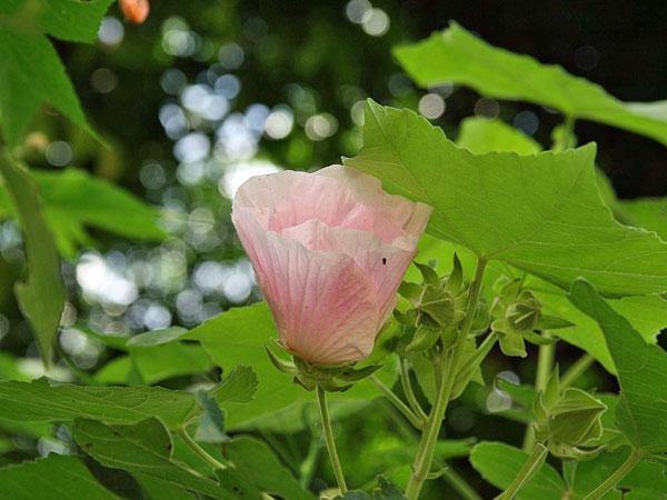 Hibiscus mutabilis | Single Cotton Rose| 25 Seeds