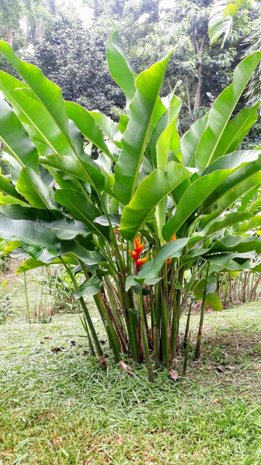New HELICONIA STRICTA HEART OF GOLD LIVE RHIZOME TROPICAL PLANT