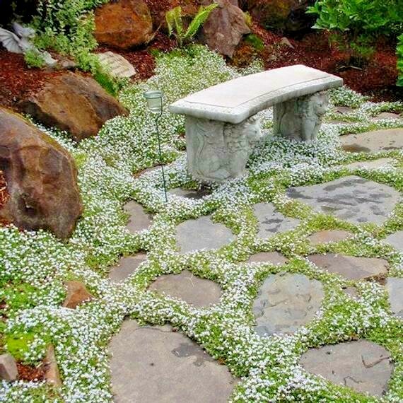 501+SNOW IN SUMMER Flower Seeds Perennial Flowering Groundcover Drought Tolerant