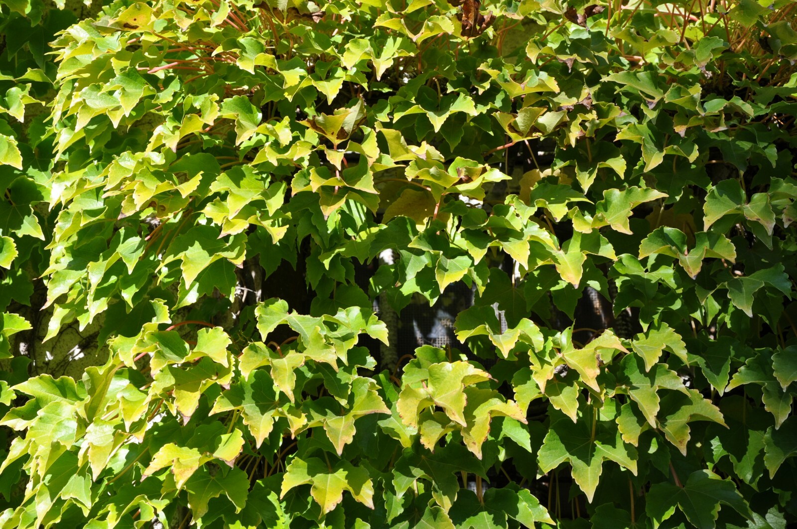 Boston Ivy (Parthenocissus tricuspidata Veitchii), 15 seeds