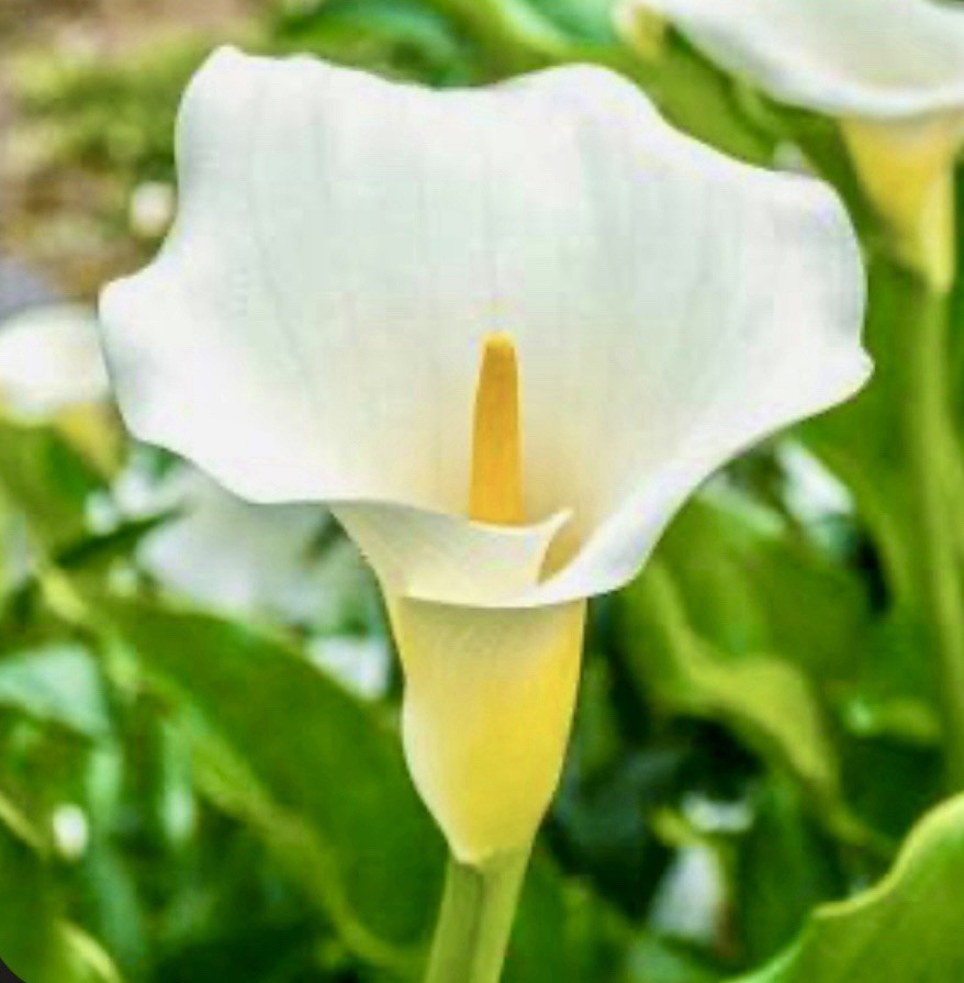 Zantedeschia Aethiopica Calla Lily WHITE Florist 10 Live .25” Flower Plant Bulbs