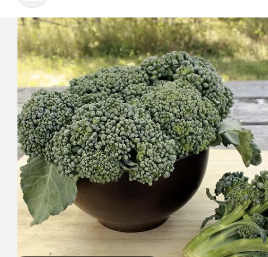 Waltham Broccoli 1/4 oz Fresh Seeds Garden Planting Non-GMO