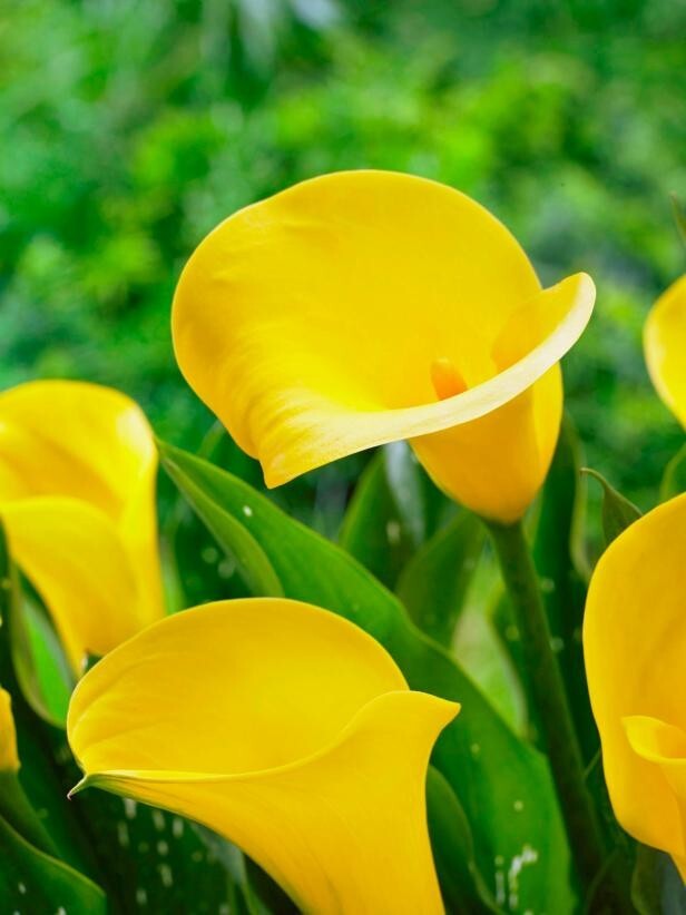 2 – MILLENNIUM GOLD CALLA LILY Live Flower Plant Bulbs GREAT IN POTS & PLANTERS