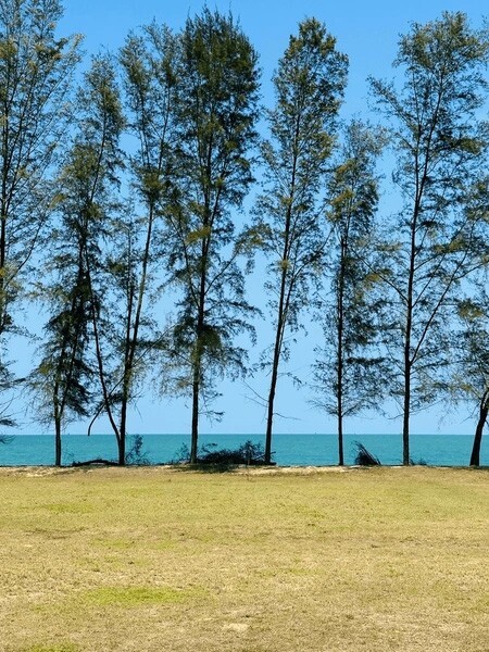 Australian Beach Pine Tree | Premium Seeds | Casuarina equisetifolia | Plants’®