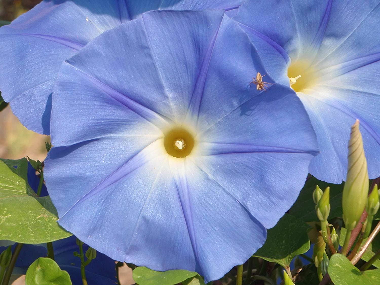 Morning Glory Seeds, Heavenly Blue “COOL BEANS N SPROUTS” Brand
