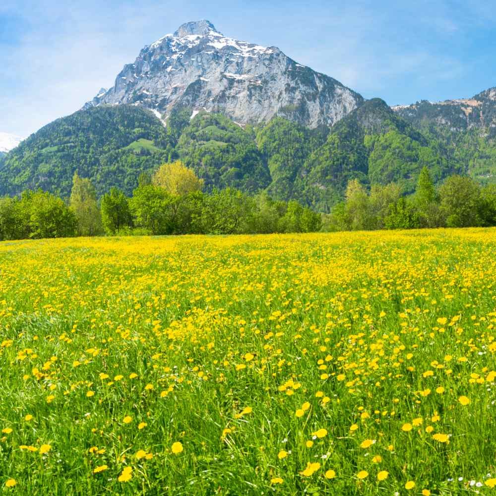 10000 Seeds Yellow Dandelion Seeds For Planting Outdoors | Drought Tolerant