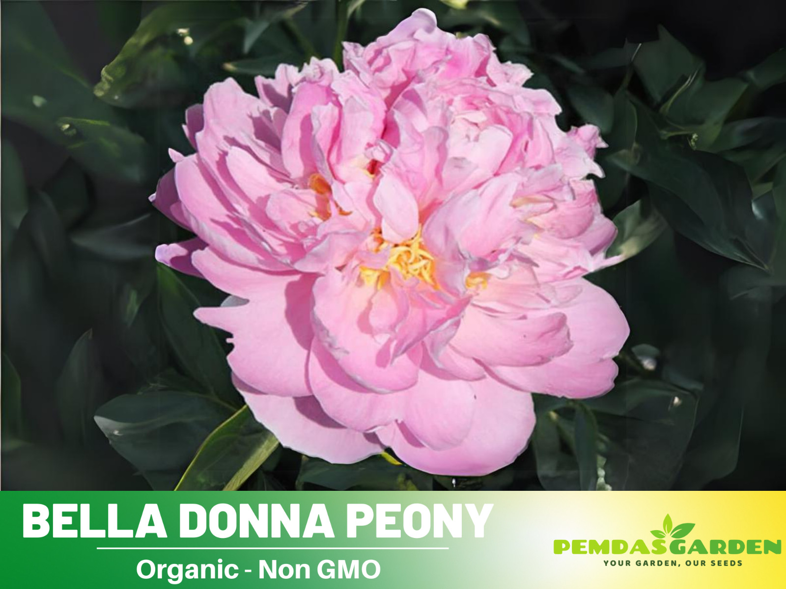 10+Seeds| Bella Donna Peony Perennial Seeds Flower #B031