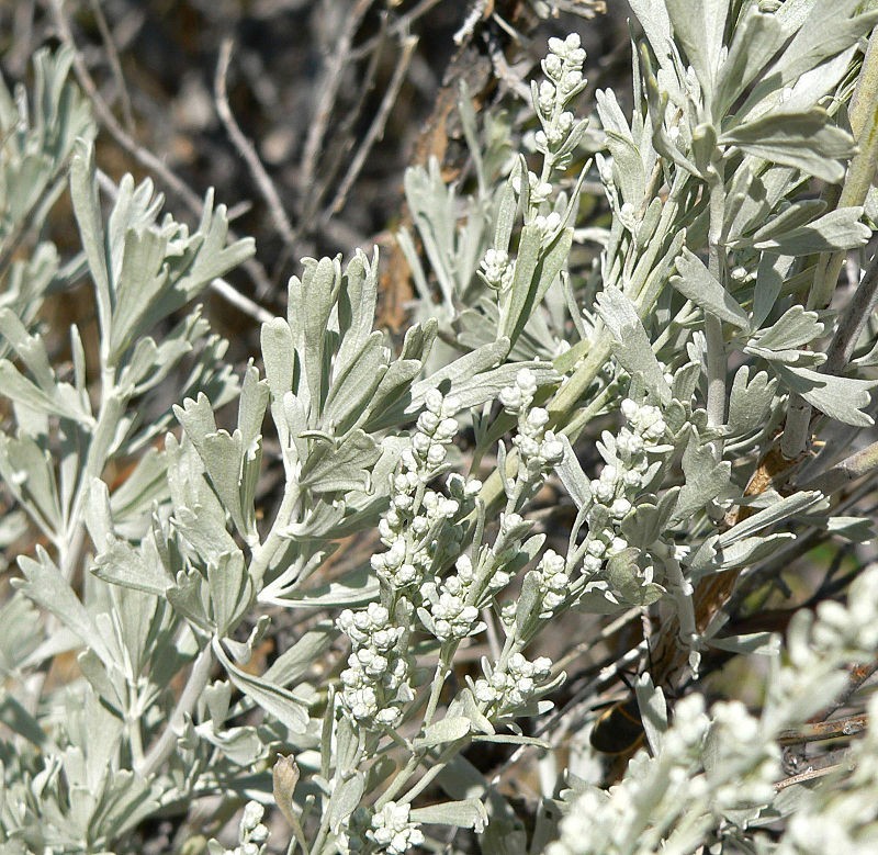 Artemisia tridentata UNIQUE SHRUB Seeds