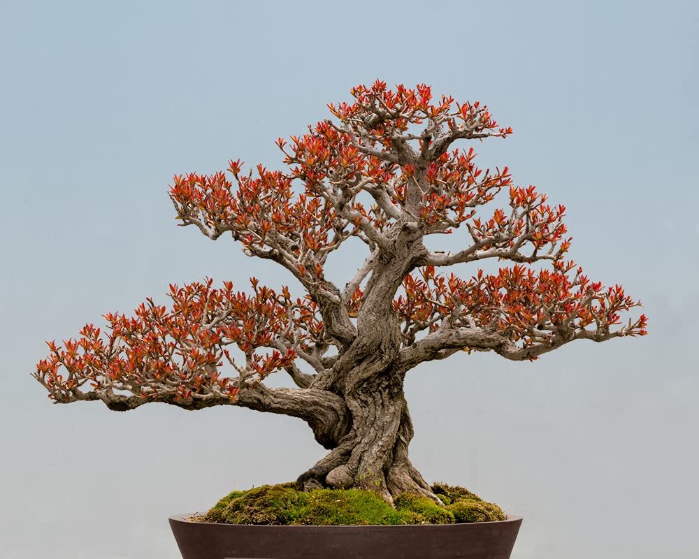 Twisted Pomegranate Bonsai Seeds – 20 Seeds to Grow – Highly Prized Edible Fruit