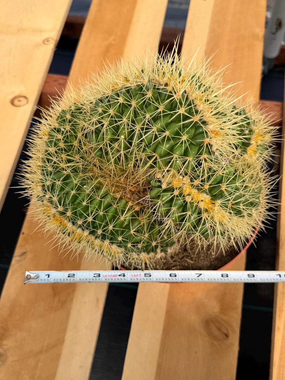 Crested Golden Barrel Cactus – Rare Large Specimen | Collector’s Live Plant #165