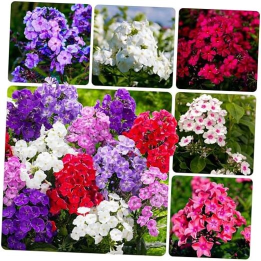 Mixed Phlox Seeds for Planting – 2000 Creeping Phlox Seeds Perennial Ground