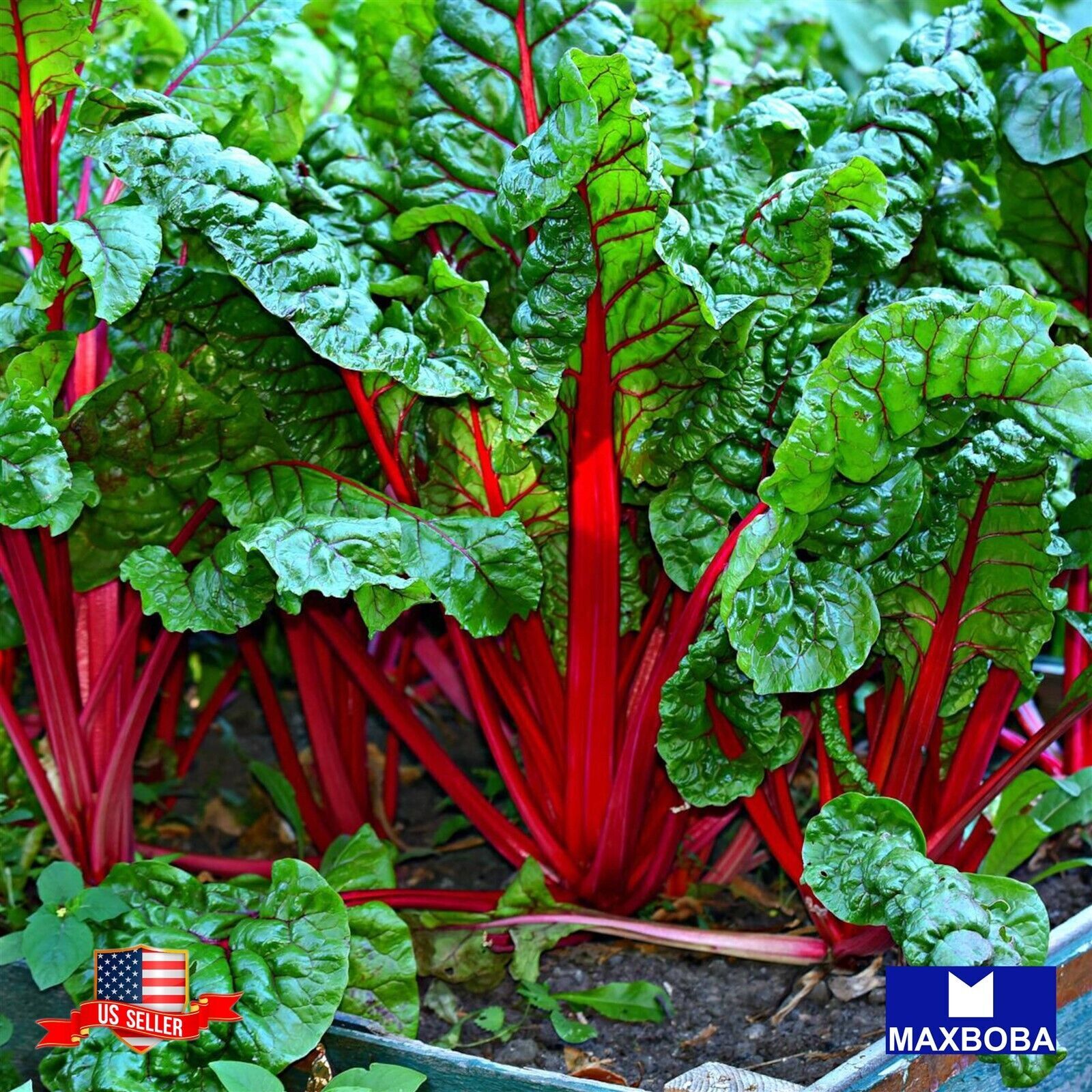 Fresh!! Swiss Chard Seeds Ruby Red Non-GMO Heirloom Vegetable Garden