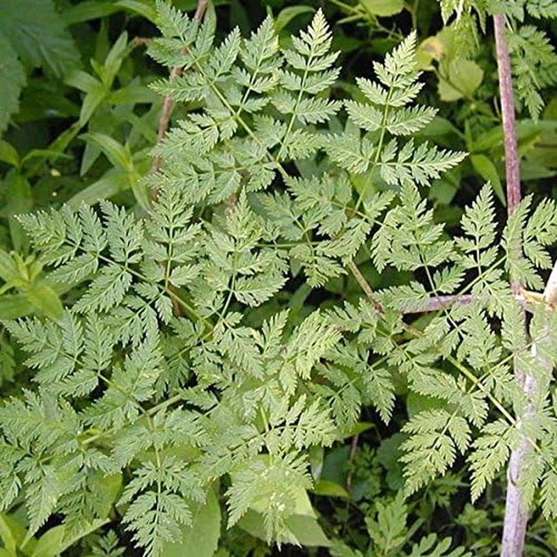 Palm Beach Medicinal Herbs – Poison Hemlock (Conium Maculatum) – Packet of 30 Se