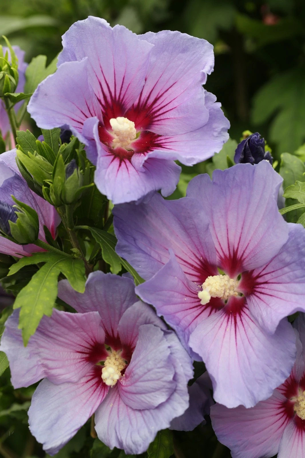 50 Seeds Mixed Colors ROSE Of SHARON (HIBISCUS Syriacus) Double & Single Flowers