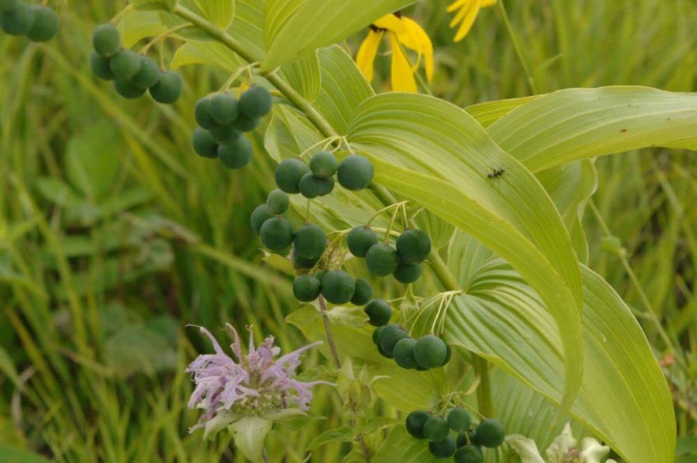 Great Solomons Seal Seeds for Planting (30 Seeds) – Polygonatum biflorum – Stunn