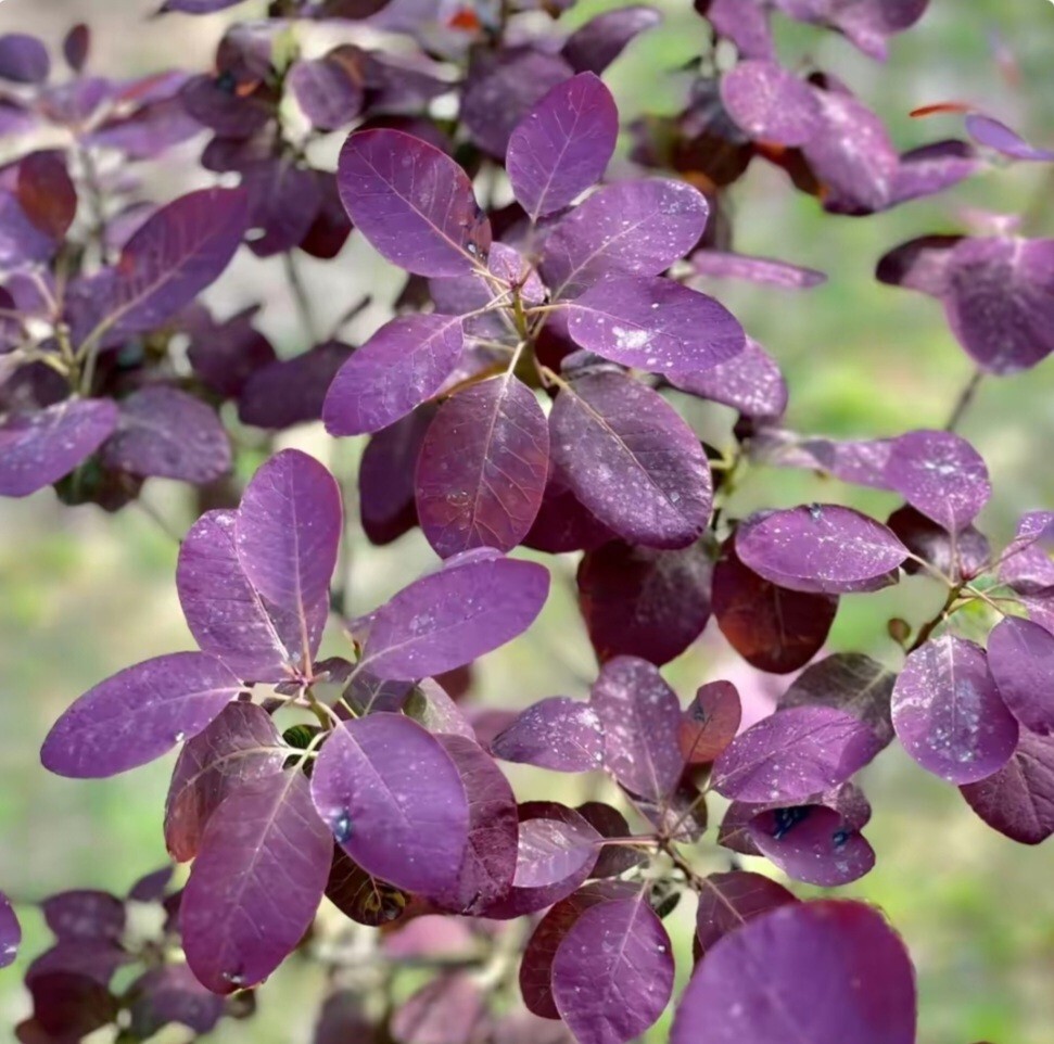 120 Seeds Dwarf Smoketree Royal Purple Tree Rare flowering Cotinus coggygria