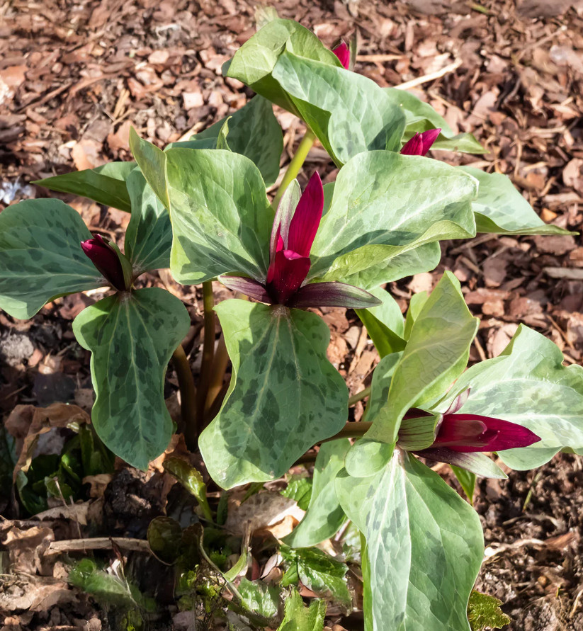 Red Trillium / Wood Lily – 10 Live Bulbs – No Ship to AK, HI & P.R.