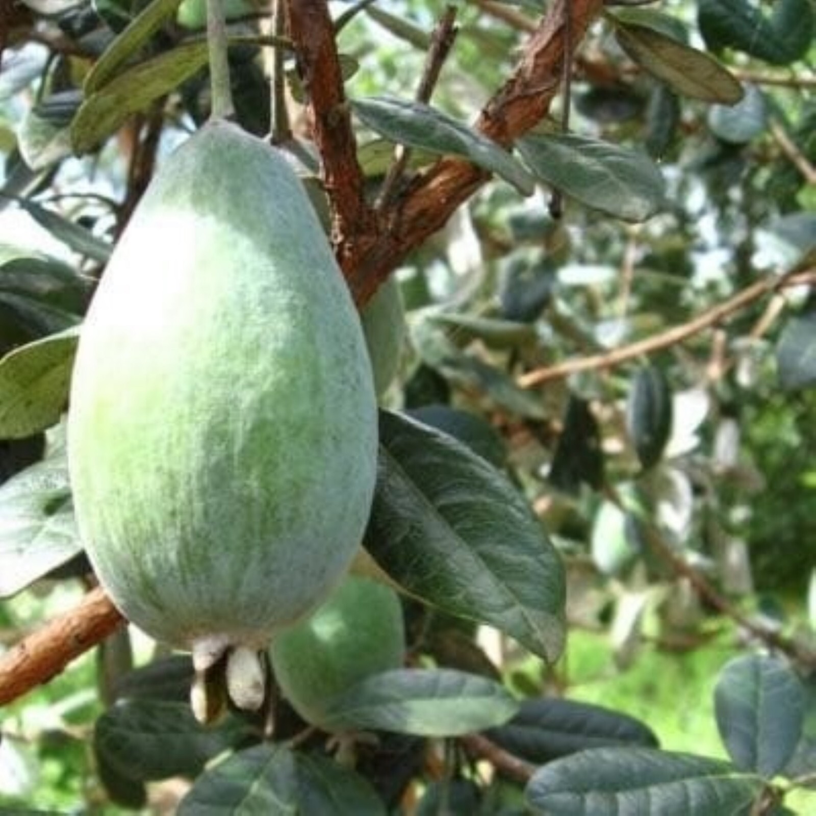 One Pineapple Guava Seedling, 1 gallon container, No Ship AK, HI