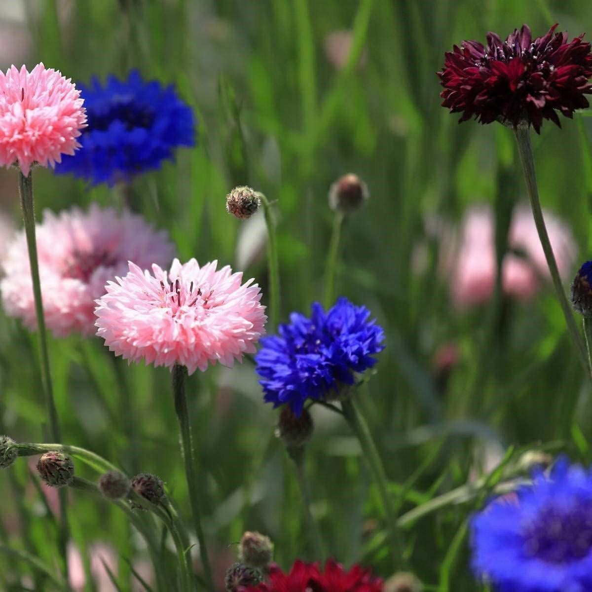 Dwarf Polka Dot Mix Bachelor Button Flower Seeds, “COOL BEANS N SPROUTS”