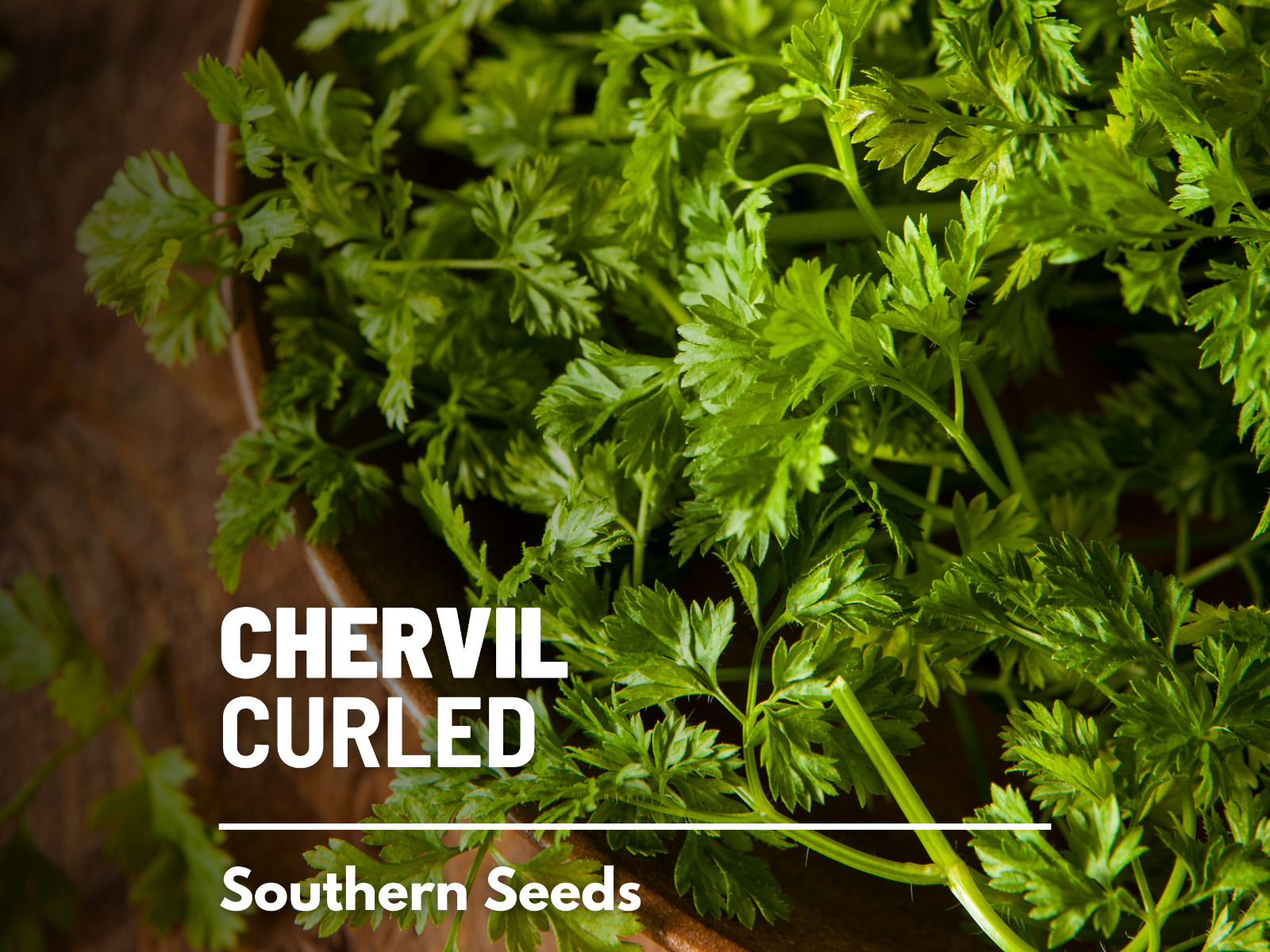 Chervil, Curled – French Parsley – Culinary & Medicinal Herb – Heirloom