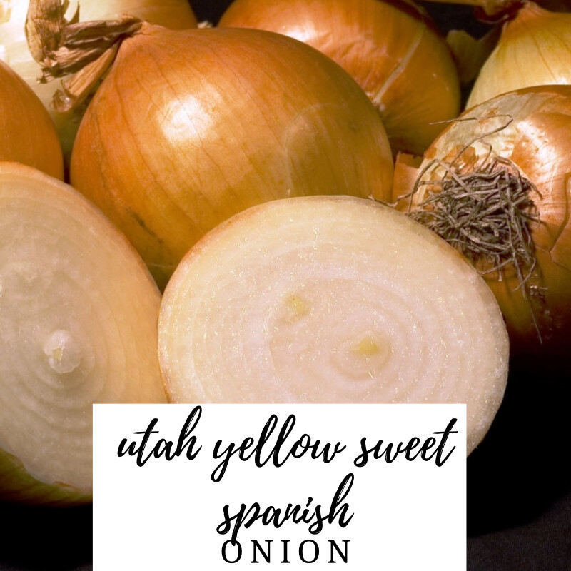 YELOW SWEET SPANISH ONION SEEDS NON-GMO many uses fantastic flavor HEIRLOOM SEED