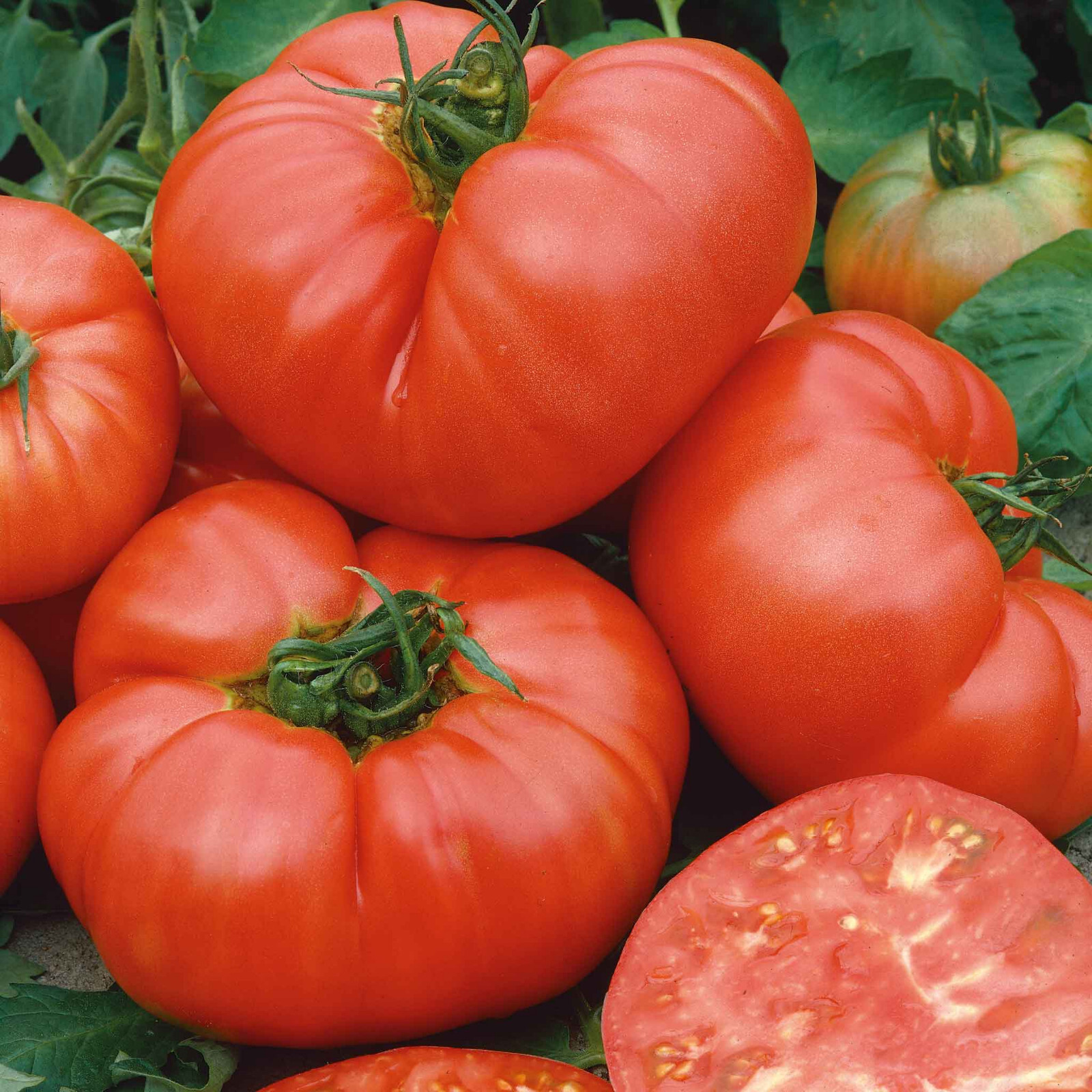 50+ PONDEROSA PINK TOMATO SEEDS – FRESH FOR YOUR VEGETABLE GARDENS