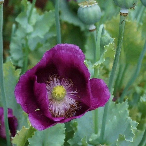 10,000 Organic Heirloom Lauren’s Grape Untreated Papever Somniferum Poppy Seeds
