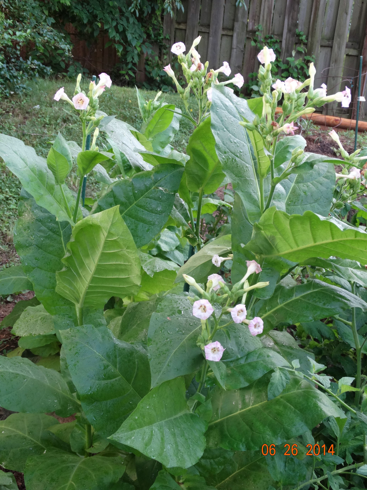 Kentucky 17 Burley Tobacco 2000+ SEEDS Growing Instructions Incl FRESH 2024 Crop