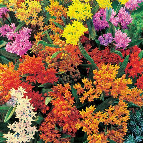 Asclepias tuberosa | Gay Butterflies | 20 Seeds
