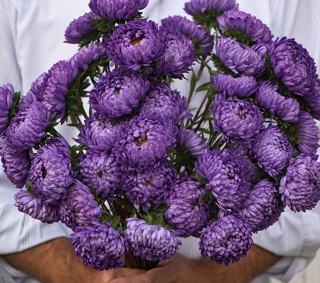 Tower Aster Variety: Silver, Violet, Chamois, Blue (25 seeds per variety ×4)