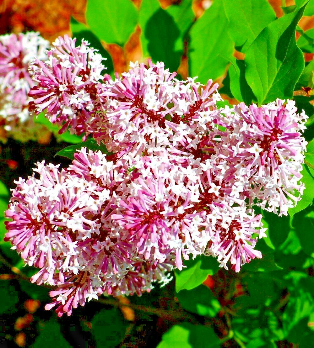 30 MANCHURIAN LILAC – Syringa pubescens subsp. patula