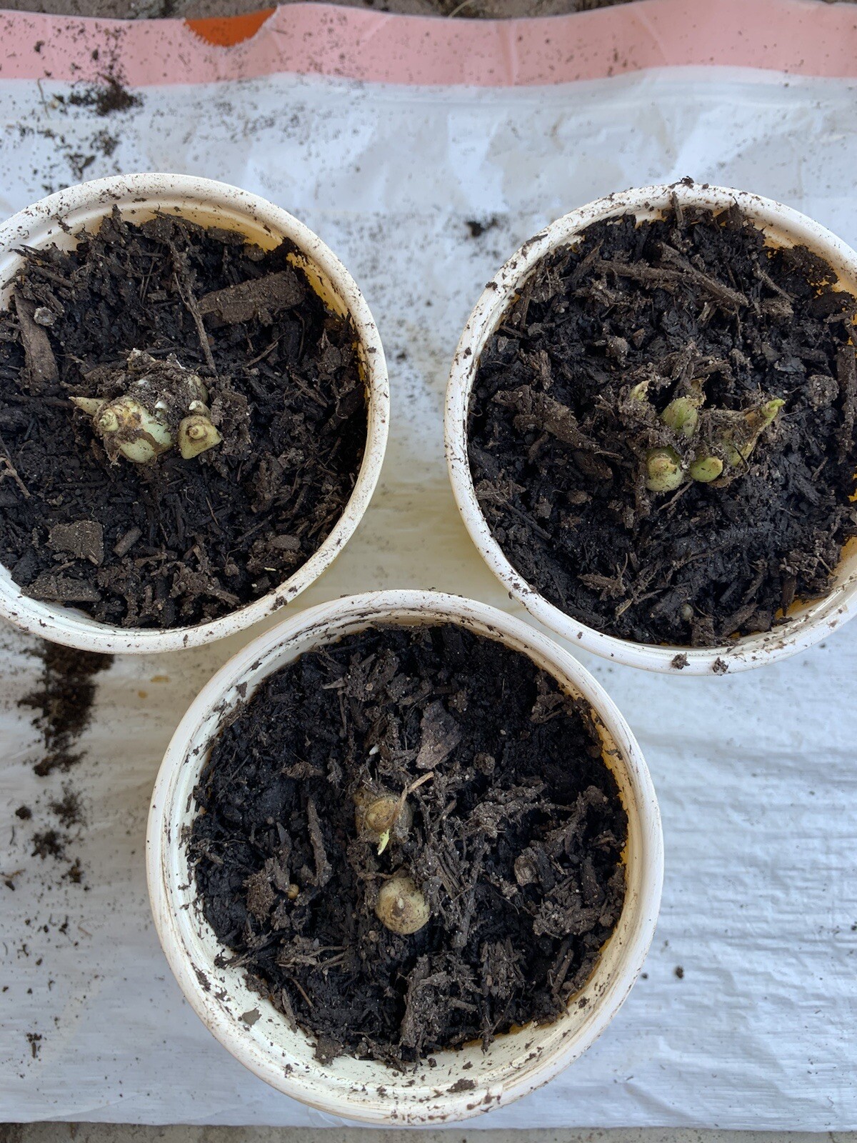 2 Bulbs 2/3 Baby’s Or+ S/M Mixed Rooted & Sprouted Tuberose Bulbs Ready To Plant