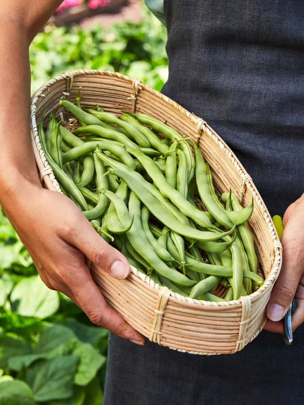 Burpee Garden Bean Burpee’s Stringless Green Pod Seeds Heirloom Full Sun Seed