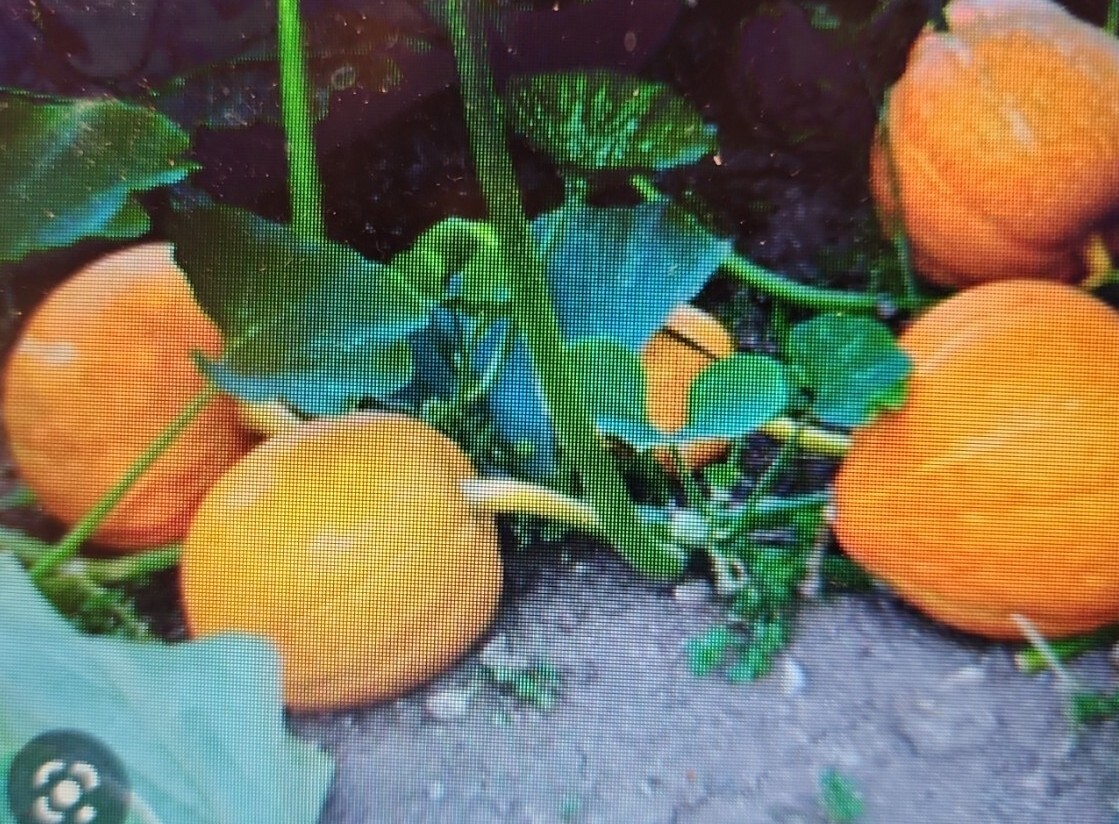 Sugar Pie Pumpkin Seeds Non-GMO Heirloom easy to grow pumpkin plant (24 Seeds)