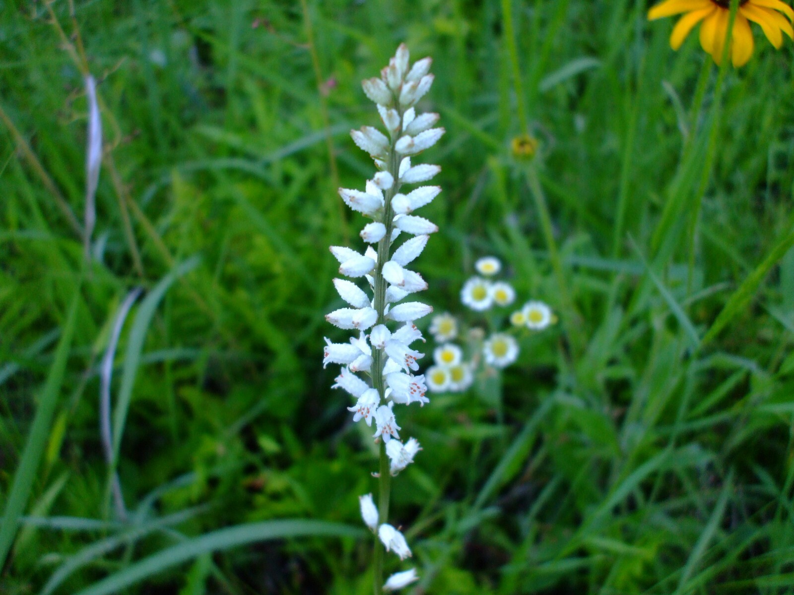 Aletris farinosa (Colicroot) wildflower seed pack perennial, Z 4-8