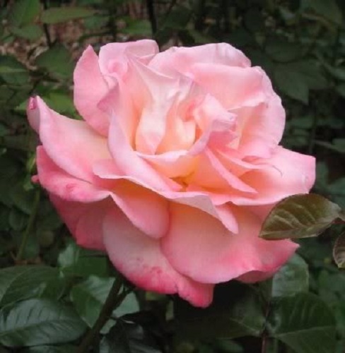 5 PINK ROSE Rosa Bush Shrub Perennial Flower Seeds *Flat S/H
