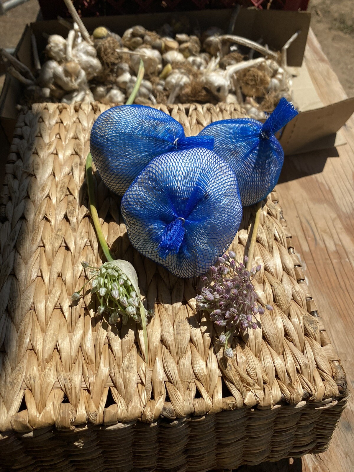 Elephant Garlic Home Grown 1 Large Fresh Bulb